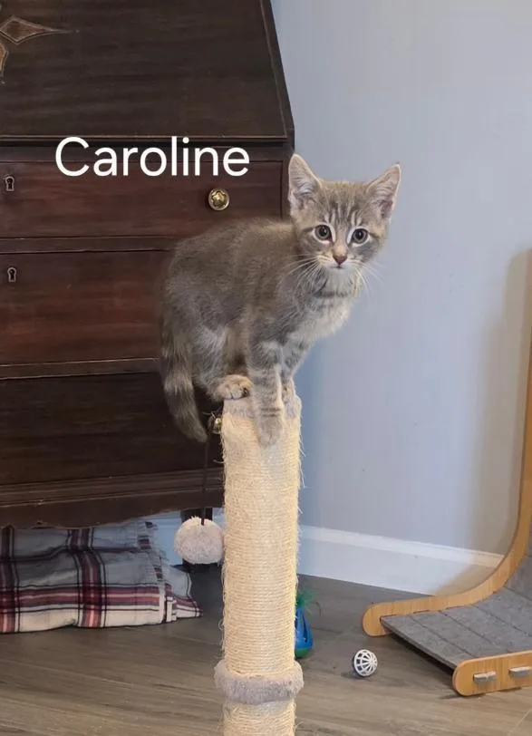 A baby medium-sized female Gray & White Domestic Short Hair cat named Caroline for adoption in Lambertville, NJ