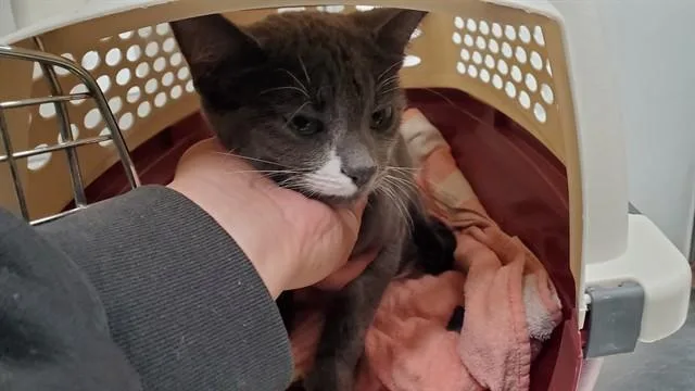 A young medium-sized female Domestic Short Hair cat named Purrfect Peanut for adoption in Aurora, IL