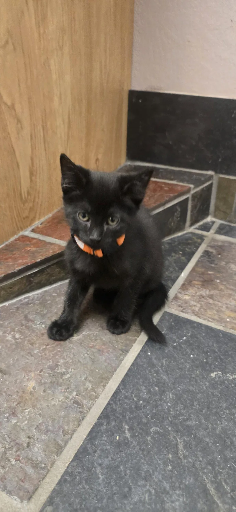 A baby medium-sized male Domestic Short Hair cat named Dopey for adoption in Evergreen, CO