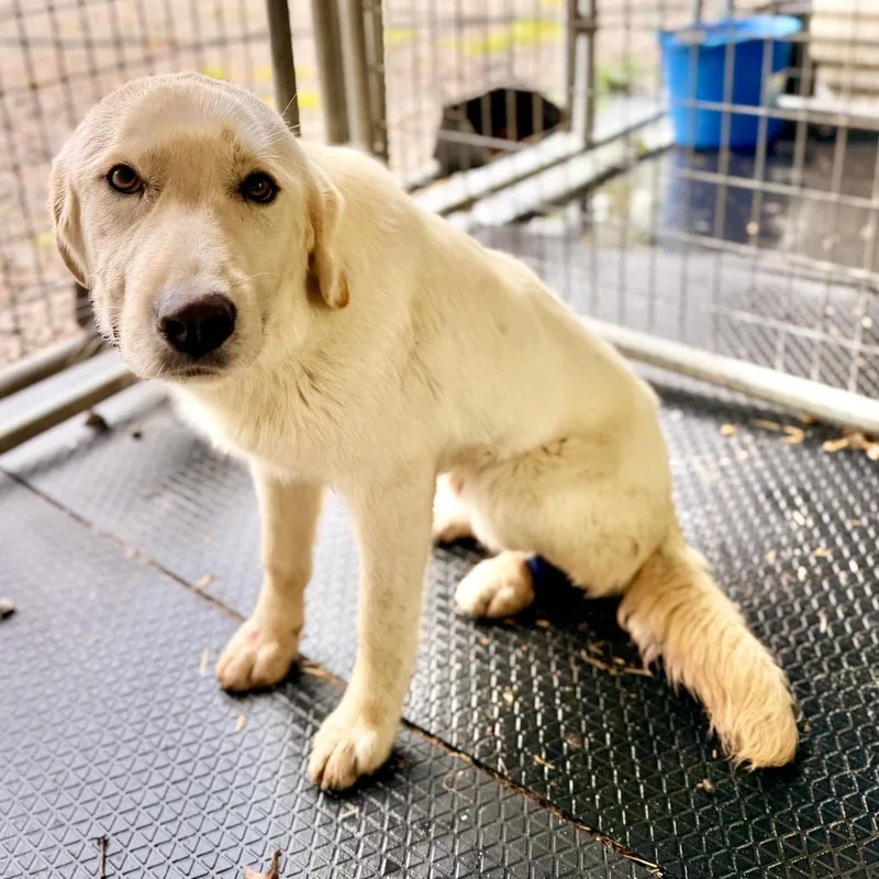 An adult medium-sized male White / Cream Great Pyrenees dog named Frosty for adoption in Evensville, TN