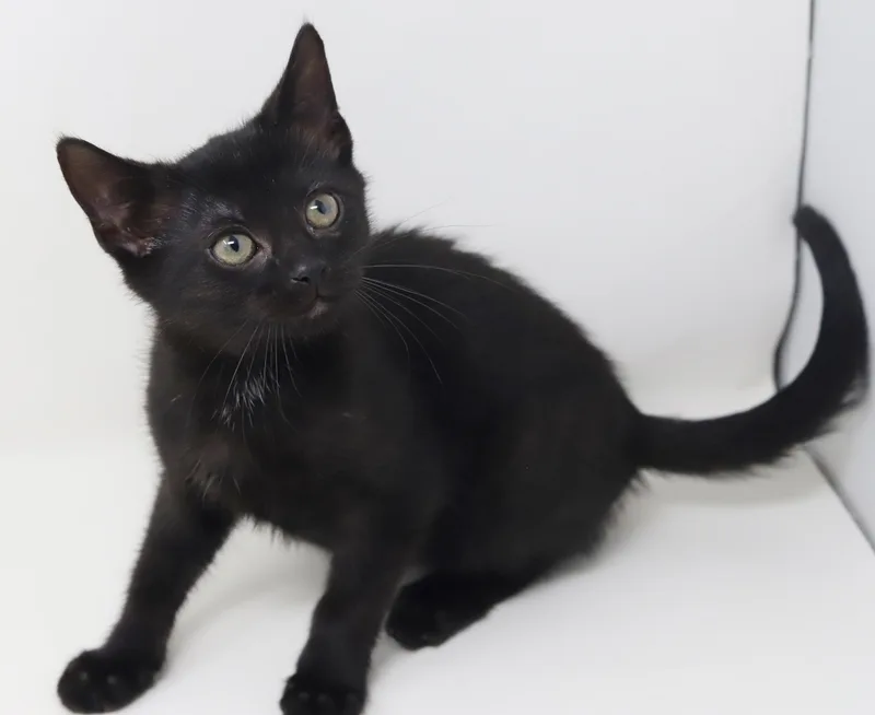 Delilah is a living thumbnail 2