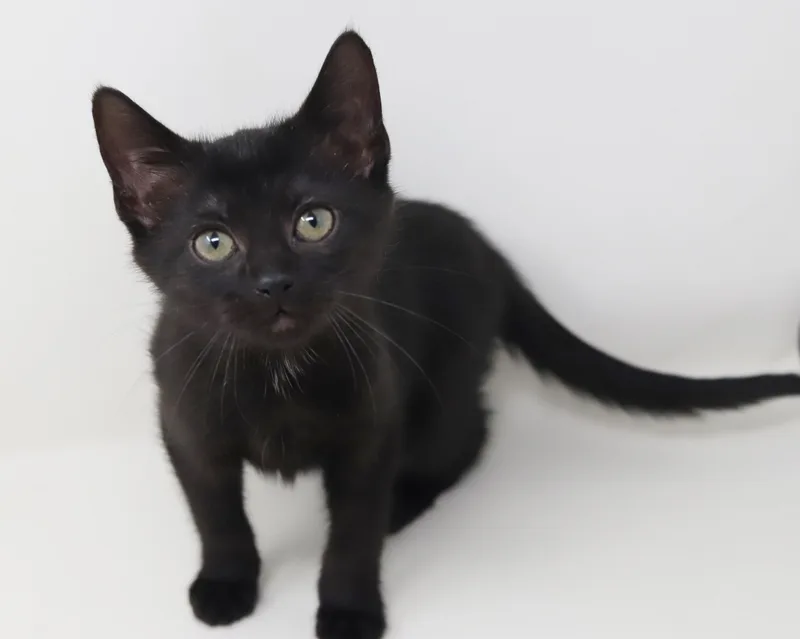 Delilah is a living thumbnail 3