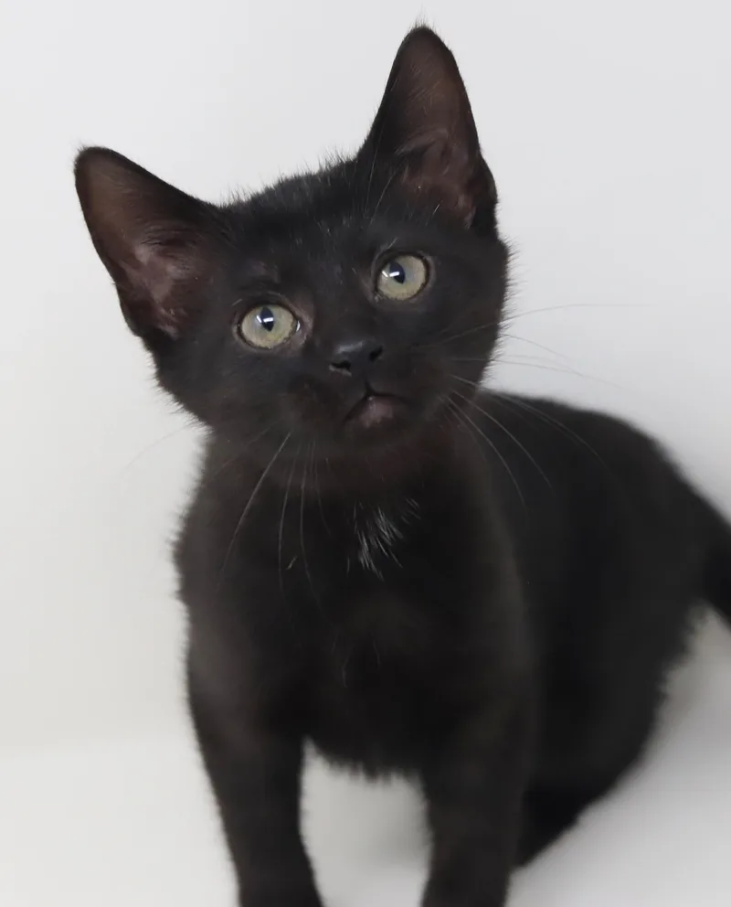 Delilah is a living thumbnail 6