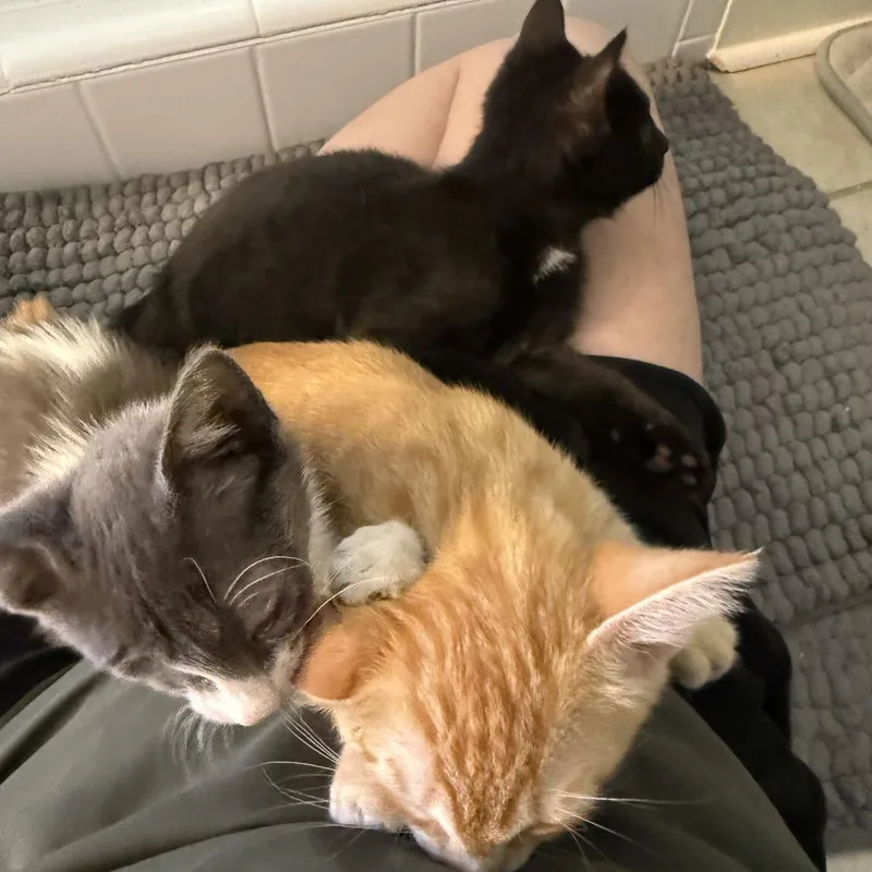 A baby small-sized male Black Domestic Short Hair cat named Rocky Ray for adoption in Tallahassee, FL