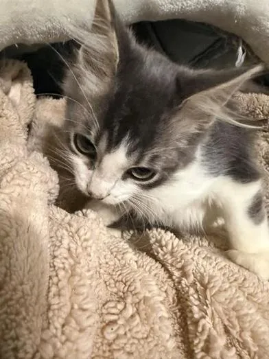 A baby small-sized male Gray & White Domestic Medium Hair cat named Archie for adoption in Liverpool, TX