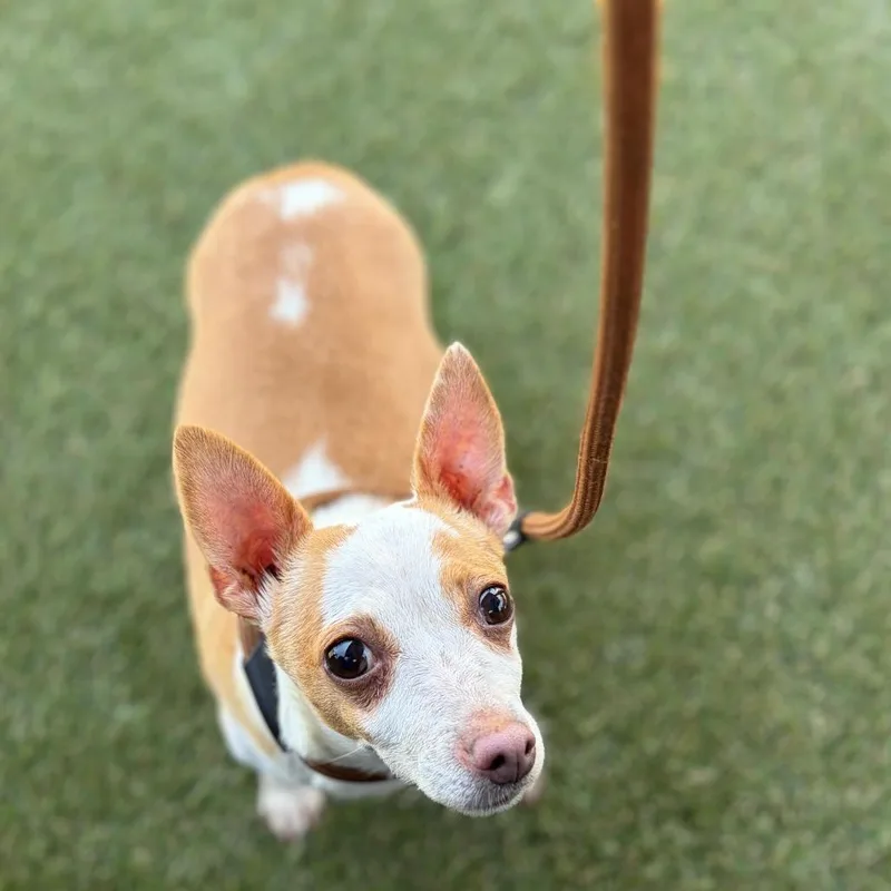 A senior small-sized female Yellow / Tan / Blond / Fawn Chihuahua dog named Chloe for adoption in Tunkhannock, PA