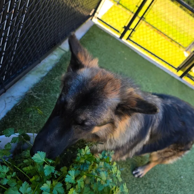 A young large-sized male Shepherd dog named Mimo for adoption in Greensboro, NC