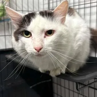 An adult small-sized male White Domestic Short Hair cat named Langston for adoption in Washington, DC