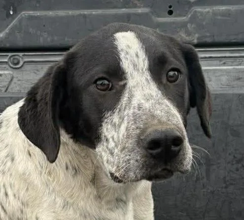 Cpt Hook thumbnail 2