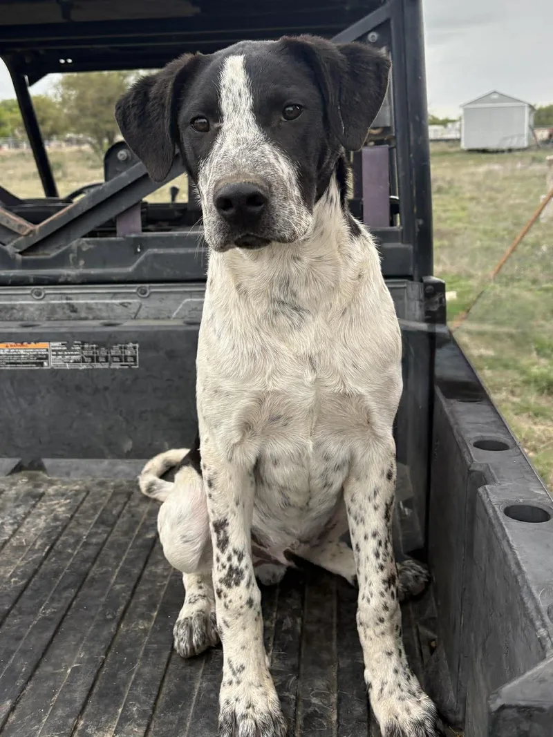 Cpt Hook thumbnail 3