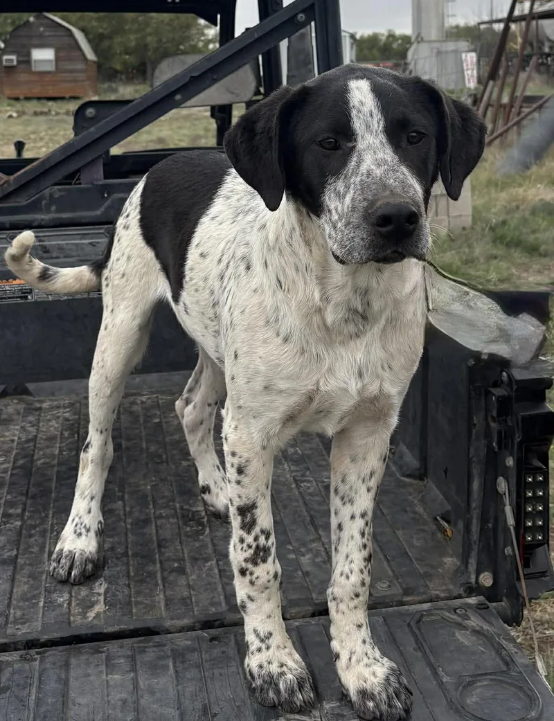 Cpt Hook thumbnail 4