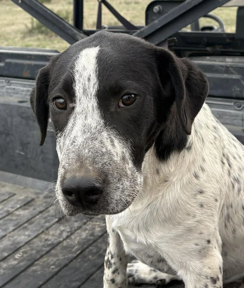 Cpt Hook thumbnail 5