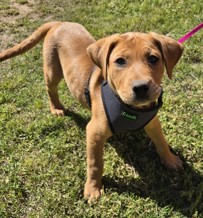 A young medium-sized female Labrador Retriever dog named Maple for adoption in Milwaukee, WI
