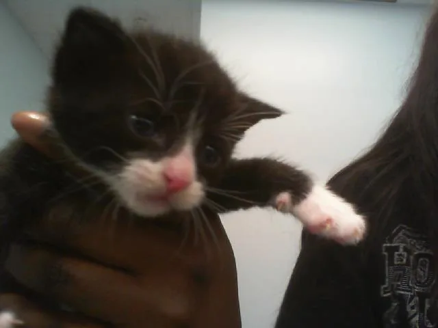 A baby small-sized female Domestic Short Hair cat named Lily for adoption in Charlotte, NC