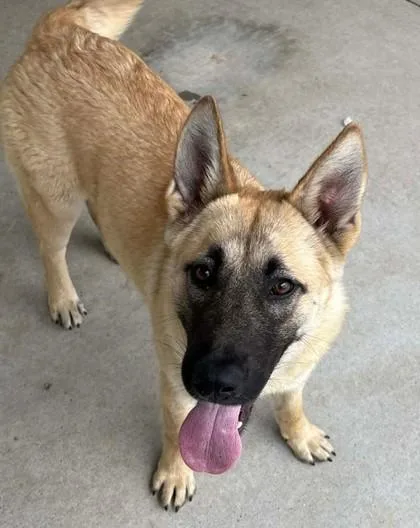 An adult large-sized female Shepherd dog named Sheriff Sparkles for adoption in Lampasas, TX
