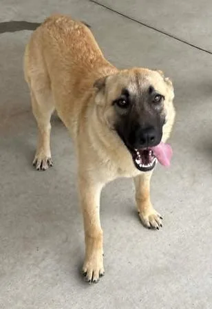 Sheriff Sparkles thumbnail 2