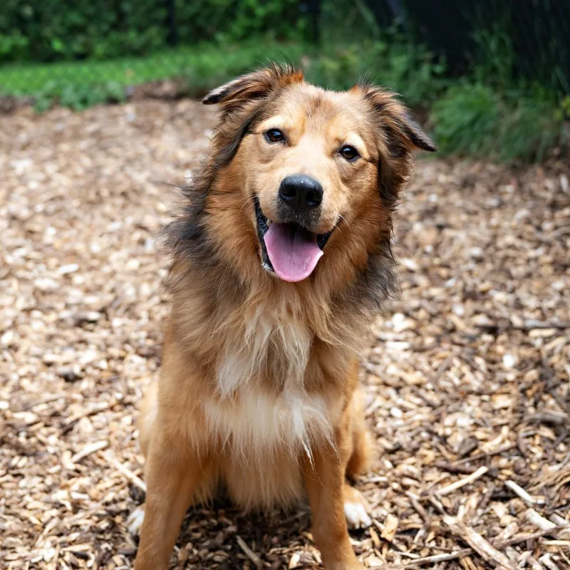 An adult large-sized male Yellow / Tan / Blond / Fawn Retriever dog named Tonka for adoption in Briarcliff Manor, NY