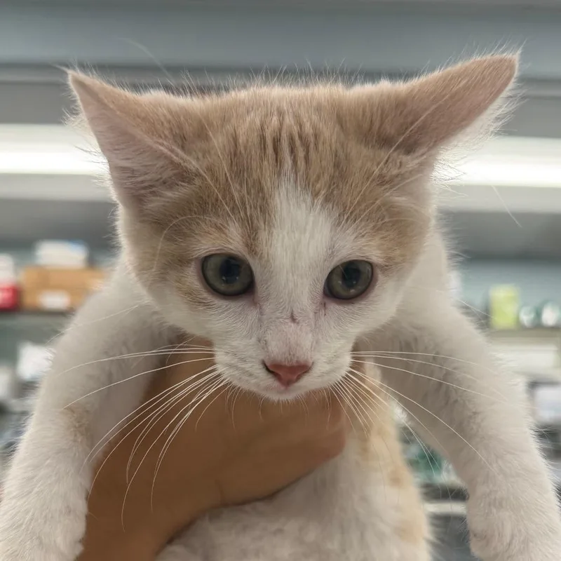 A baby small-sized male Orange / Red Domestic Short Hair cat named Hazelnut for adoption in Wheeling, IL