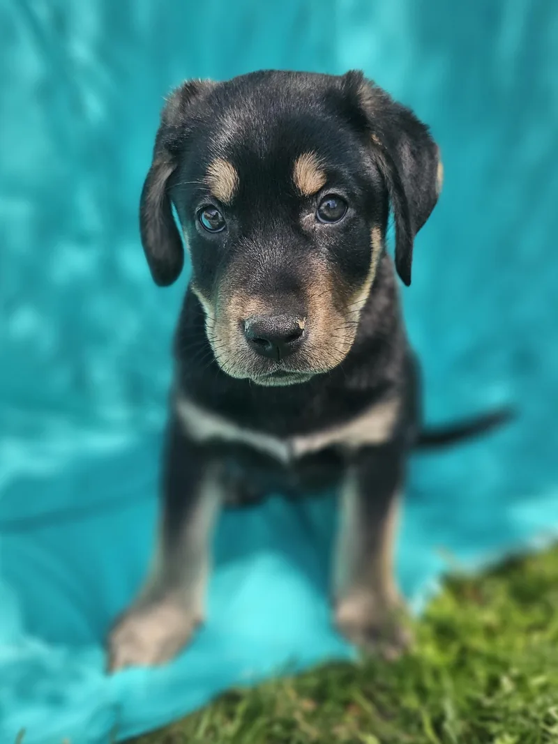 A baby large-sized male Bicolor Hound dog named Forest for adoption in Monroe, NC