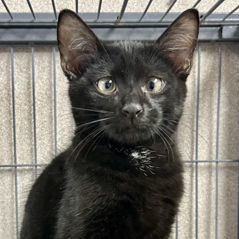 A baby small-sized male Black Domestic Short Hair cat named Blackberry for adoption in St Joseph, MO