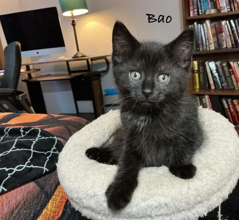 A baby small-sized male Domestic Short Hair cat named Bao for adoption in Crystal Lake, IL