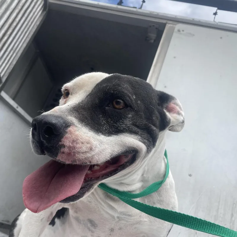 An adult medium-sized female Black Pit Bull Terrier dog named Eleanor for adoption in Edinburg, TX