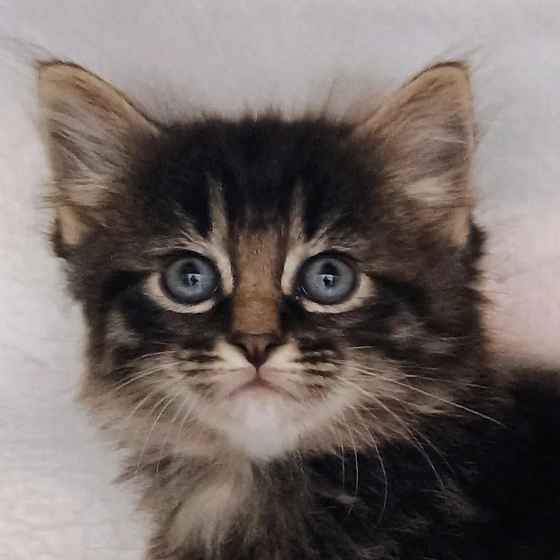 A baby small-sized male Brown / Chocolate Domestic Medium Hair cat named Grover for adoption in Palestine, TX