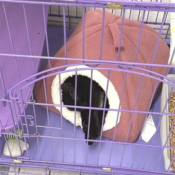 A young medium-sized female American Shorthair cat named Madison for adoption in Reno, NV