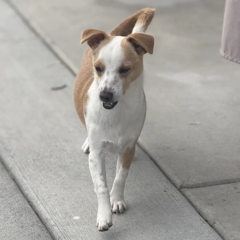 Mr. Bubble Bee Cj thumbnail 4