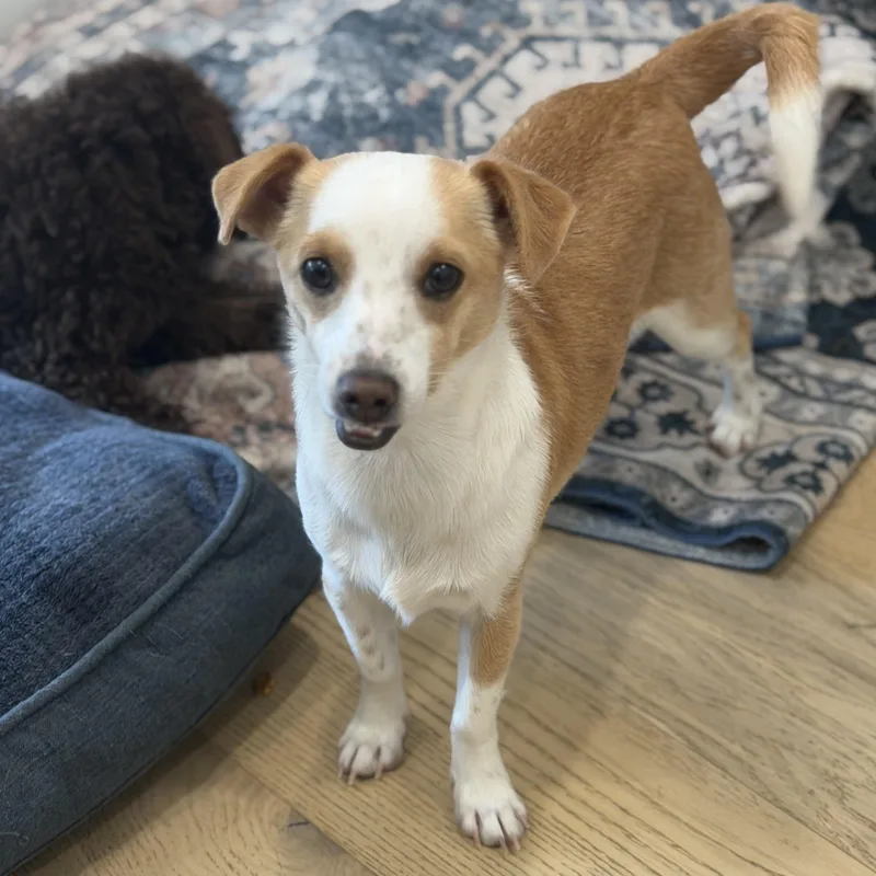 Mr. Bubble Bee Cj thumbnail 5