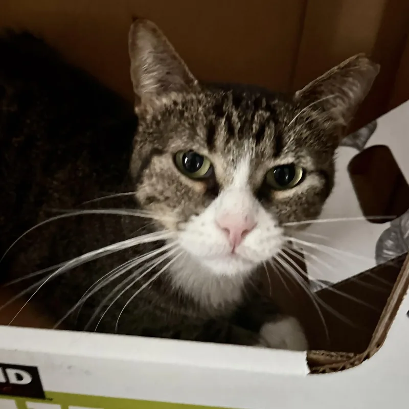 An adult medium-sized female Tabby (Gray / Blue / Silver) Domestic Short Hair cat named Luna for adoption in Liverpool, TX