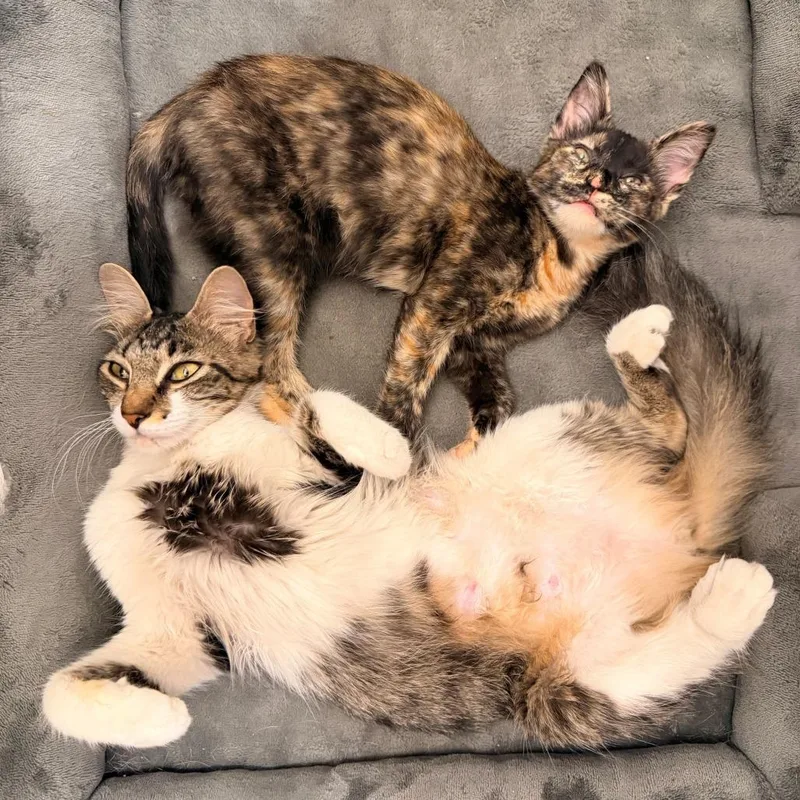 A young medium-sized female Tabby (Brown / Chocolate) Domestic Medium Hair cat named Zoey for adoption in Houston, TX