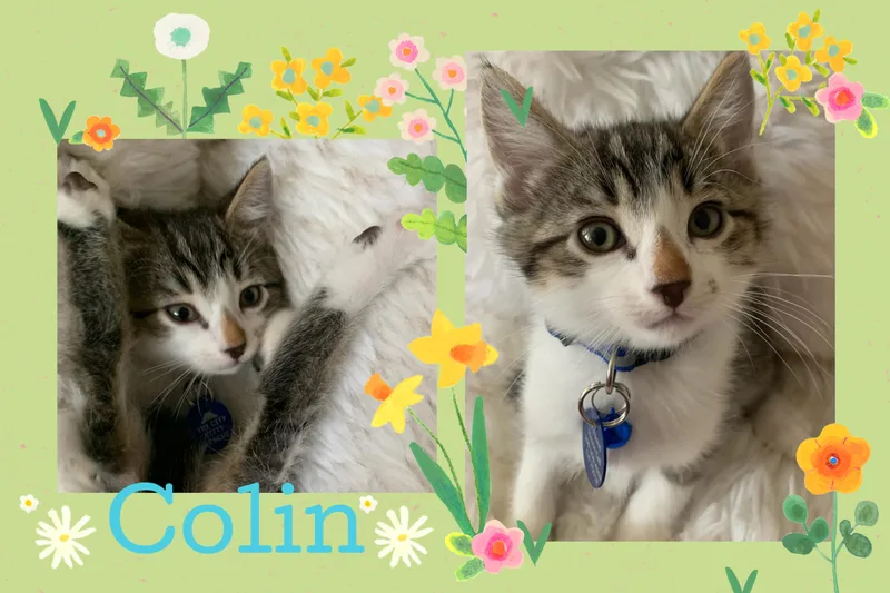 Colin thumbnail 6