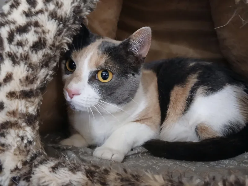 An adult medium-sized female Calico cat named Essie for adoption in Philadelphia, PA