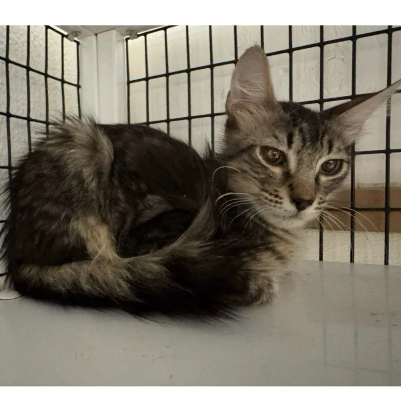 A young medium-sized male Tabby (Brown / Chocolate) Tabby cat named Apollo for adoption in Kingwood, TX
