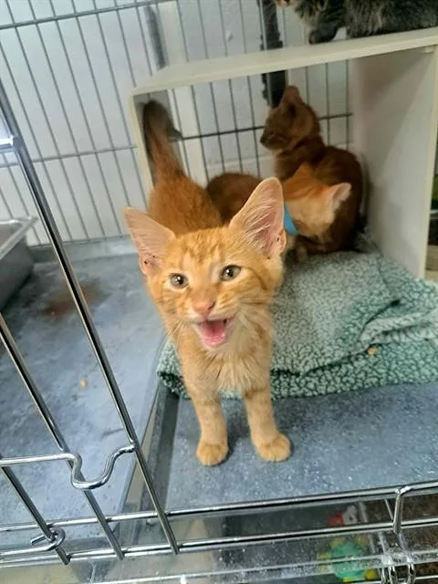 A baby small-sized male Domestic Short Hair cat named Fang for adoption in Easton, MD