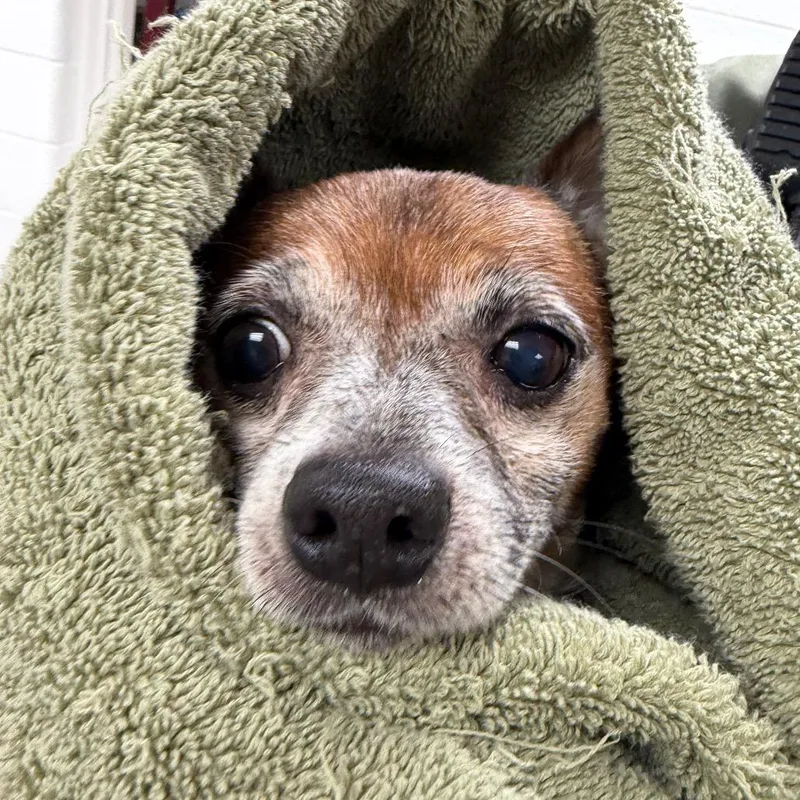 An adult small-sized male Chihuahua dog named YORKStray for adoption in York, PA