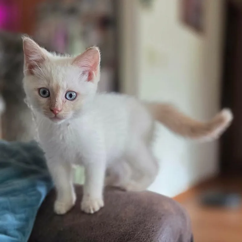 Wittke