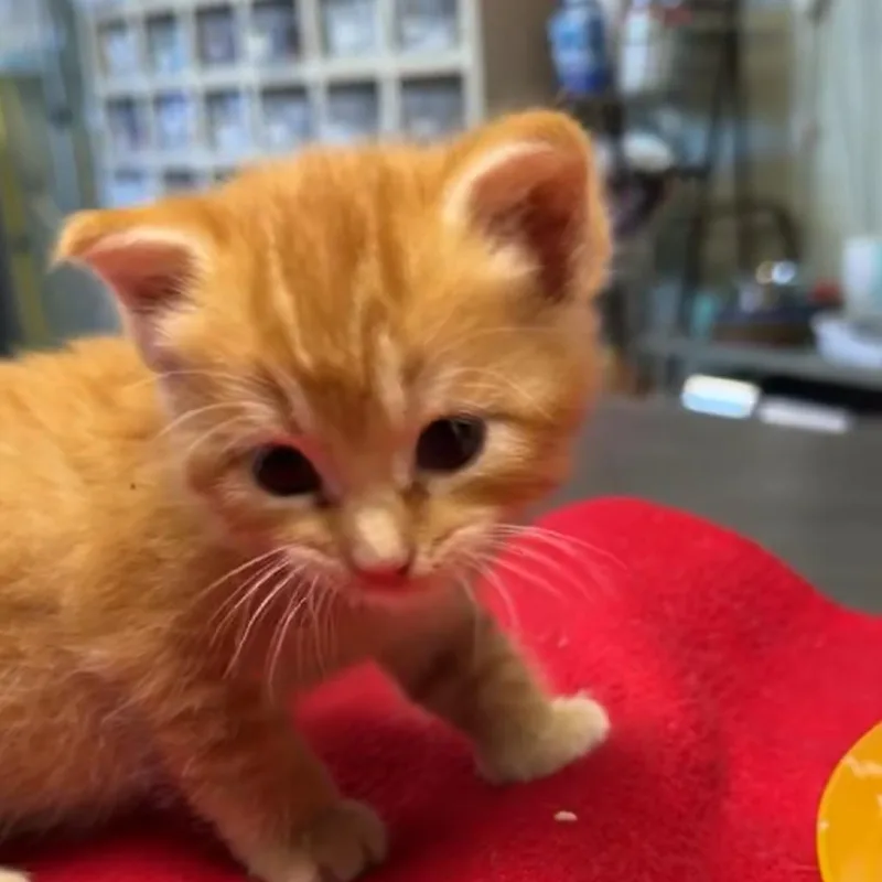 A baby small-sized male Orange / Red Domestic Short Hair cat named Elliot for adoption in Mount Juliet, TN