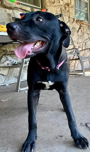 A baby medium-sized female Black Labrador Retriever dog named Briar Rose for adoption in Joshua, TX