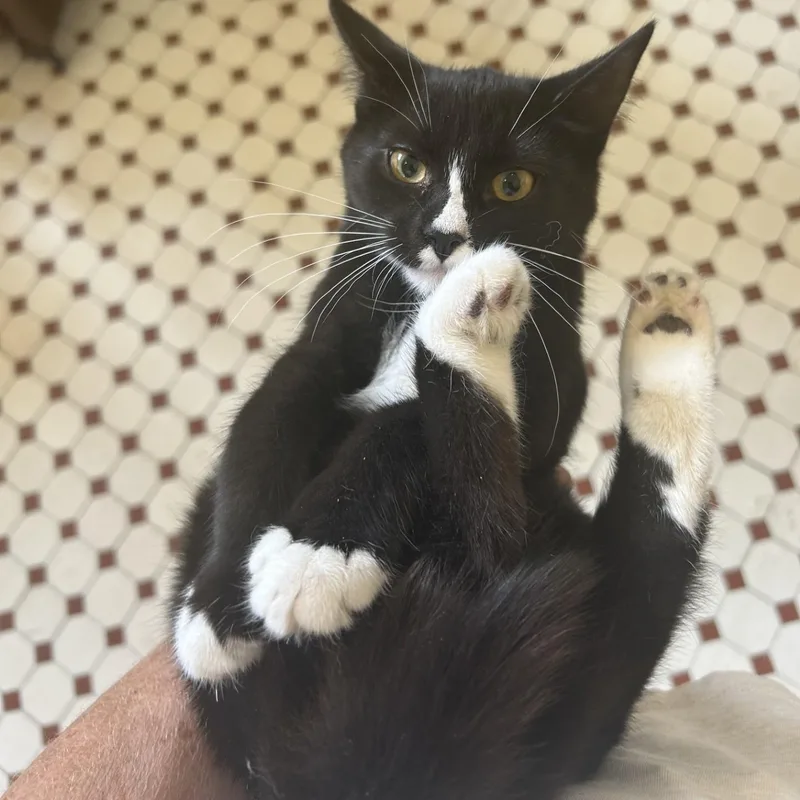 A baby medium-sized female Black & White / Tuxedo Domestic Short Hair cat named Dorito for adoption in Springdale, AR