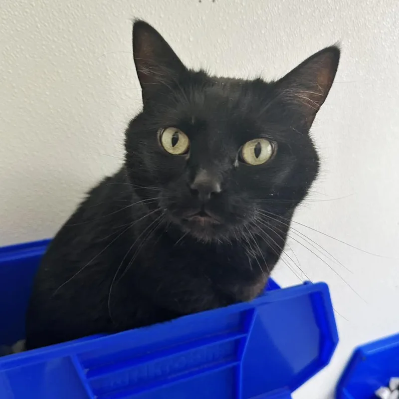A senior large-sized male Black Domestic Short Hair cat named Freddy C for adoption in Union, MO