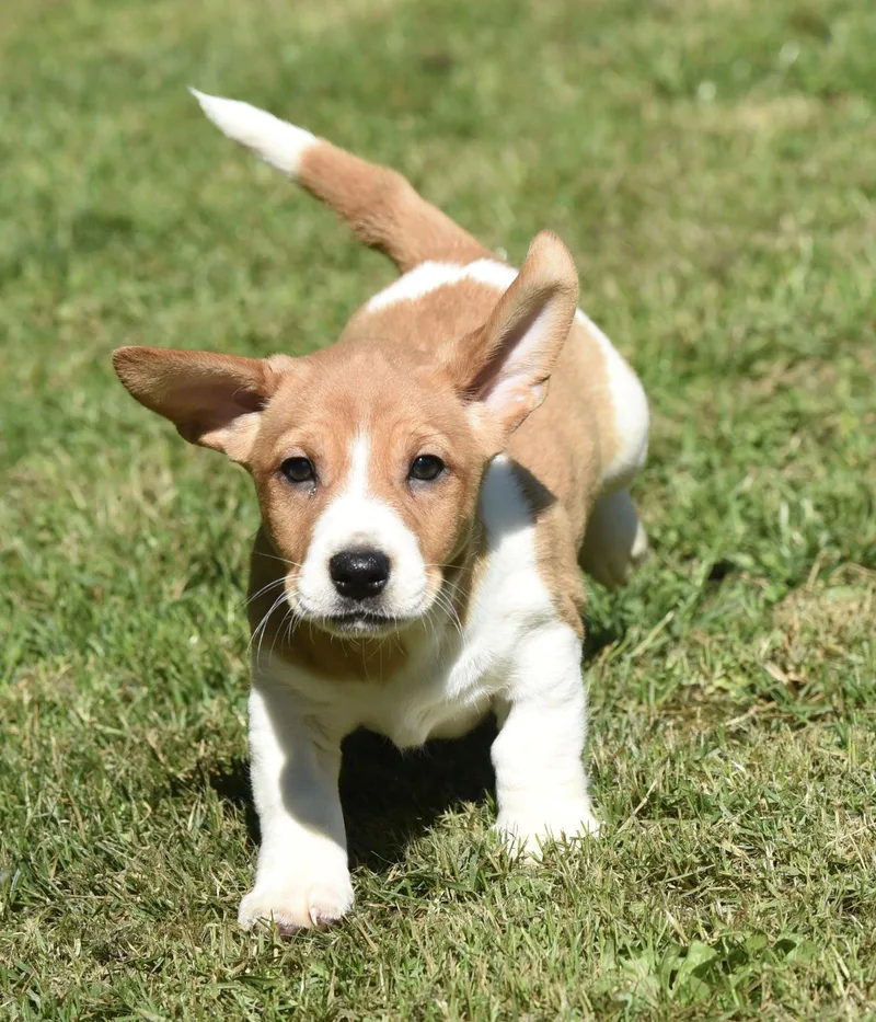 A baby small-sized male Dachshund dog named Fergus for adoption in Mechanicsburg, PA