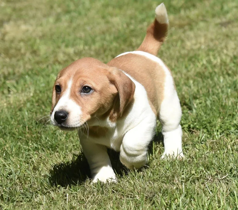 Fergus thumbnail 2