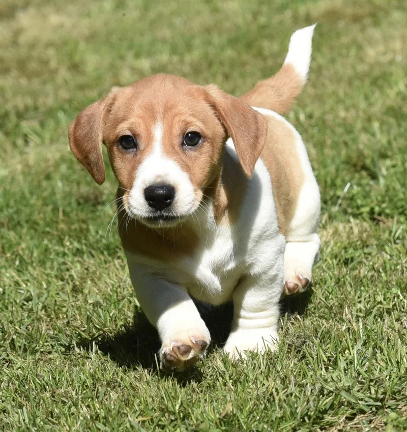 Fergus thumbnail 3