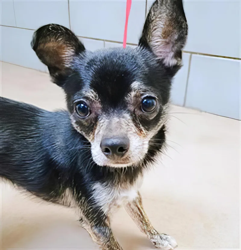 Meerkat