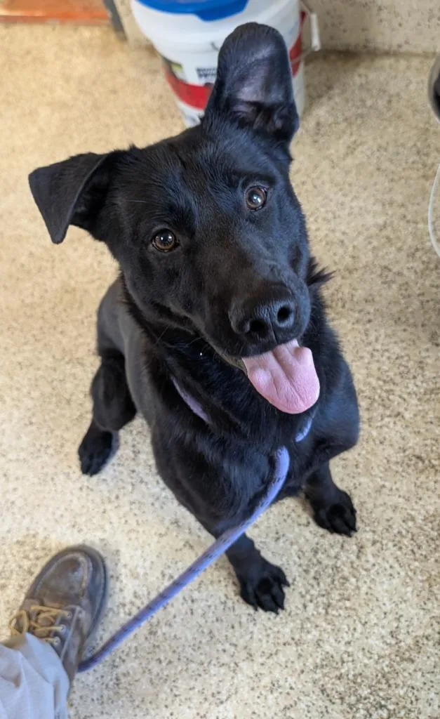 A young large-sized male Labrador Retriever dog named Luca for adoption in Havre, MT