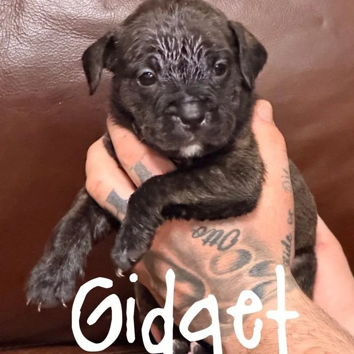 Gidget