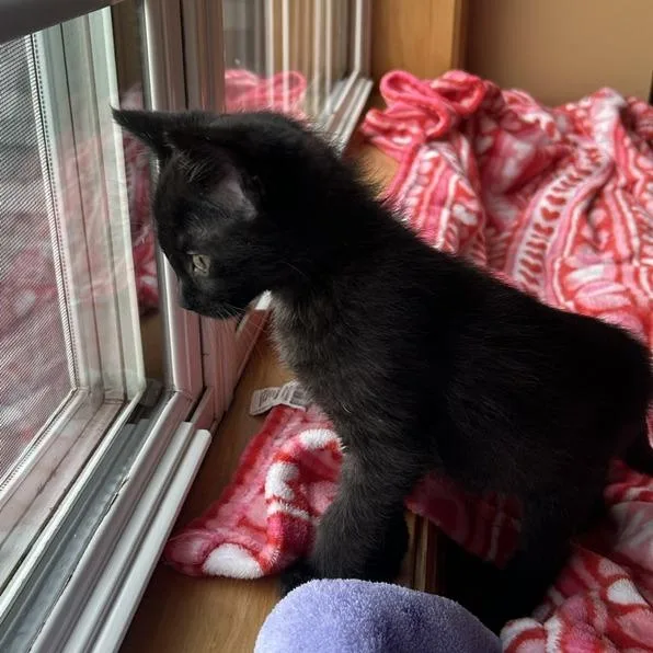 A baby small-sized female Black Domestic Short Hair cat named Hot Fudge C for adoption in Minnetonka, MN