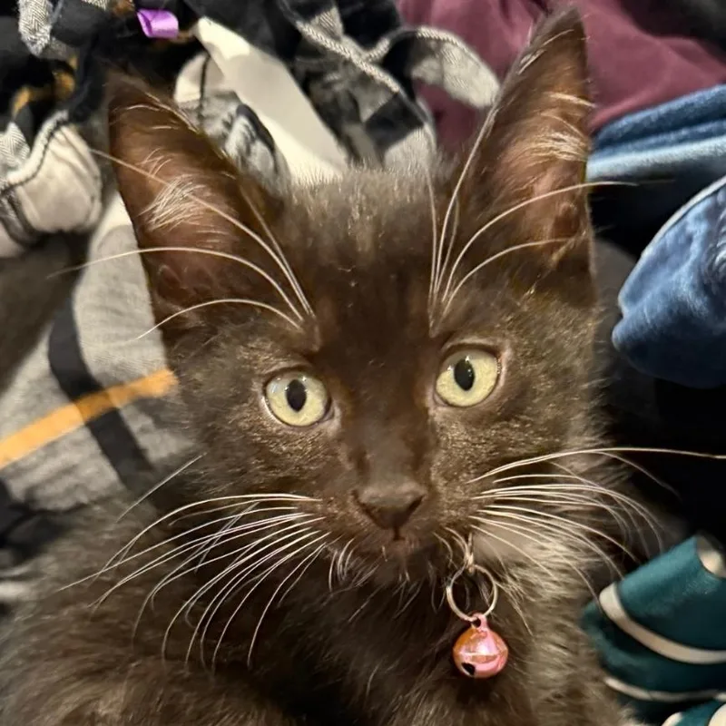A baby medium-sized female Domestic Medium Hair cat named Mittens for adoption in Brentwood, CA